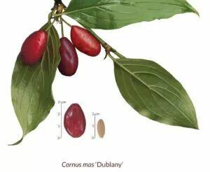 Najzdrowsze owoce świata, owoce derenia jadalnego