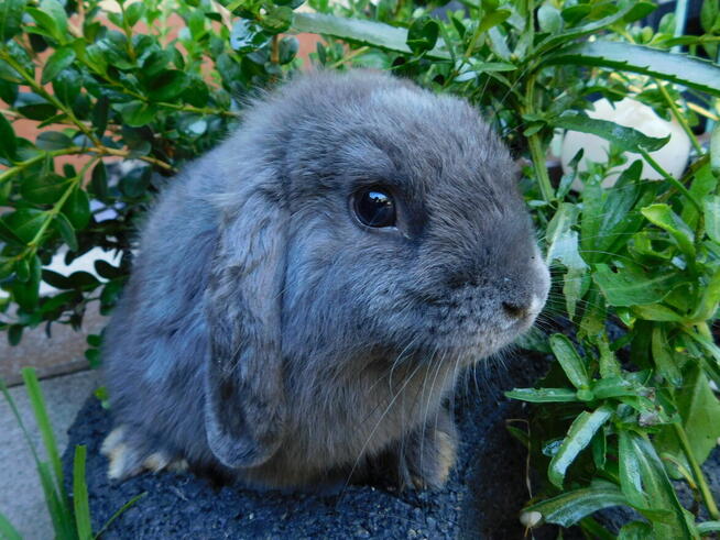 Baranek mini lop niebiesko- białe samczyki