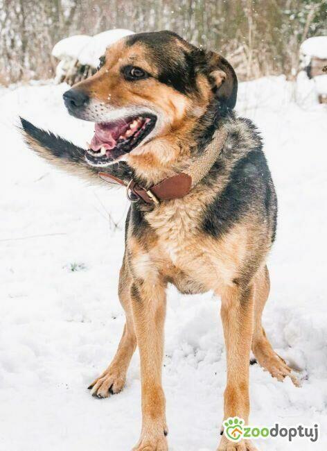 BRUTUS - cudowny psiak, zamknięty za kratami schroniska szuk