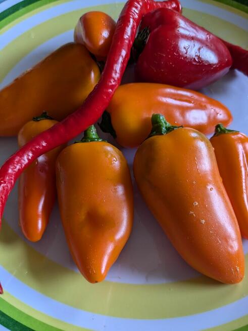 Cosmonault Volków Rosja Pomidor nasiona kolekcjonerskie