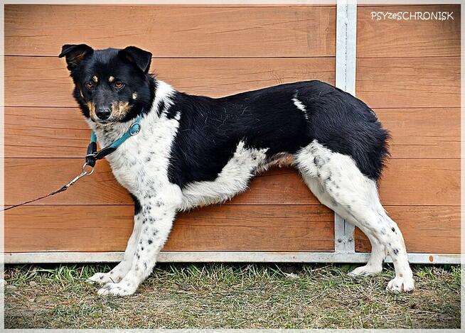 Sofia - wróciła z adopcji... pokochaj tę przyjazną sunię