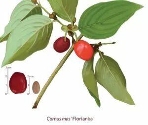 Najzdrowsze owoce świata, owoce derenia jadalnego