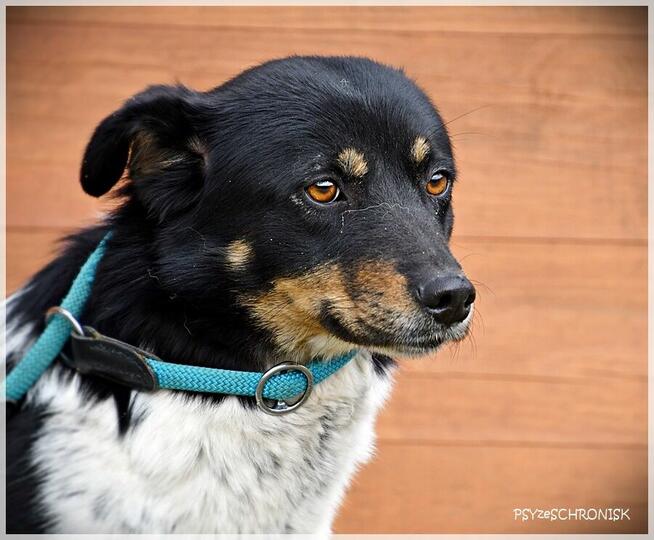 Sofia - wróciła z adopcji... pokochaj tę przyjazną sunię