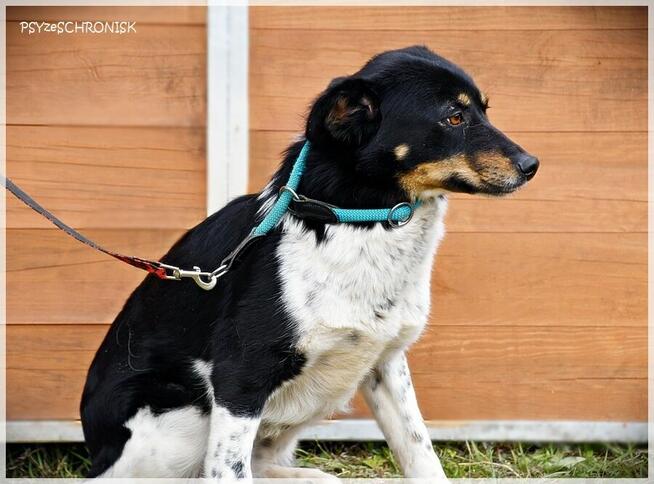 Sofia - wróciła z adopcji... pokochaj tę przyjazną sunię