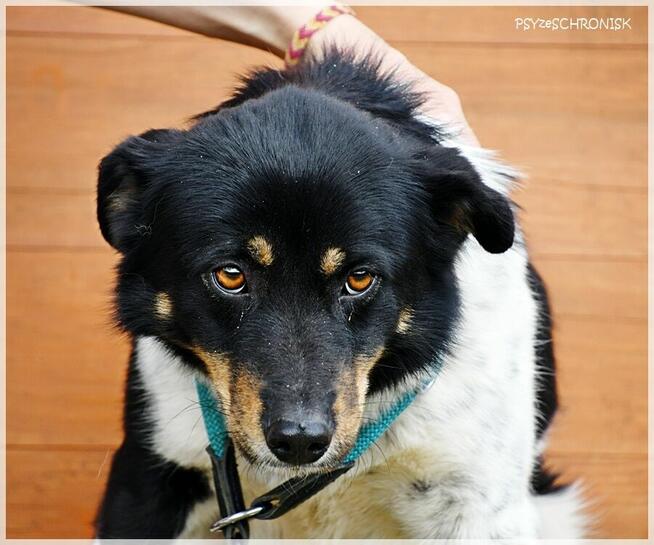 Sofia - wróciła z adopcji... pokochaj tę przyjazną sunię