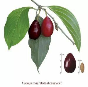 Najzdrowsze owoce świata, owoce derenia jadalnego