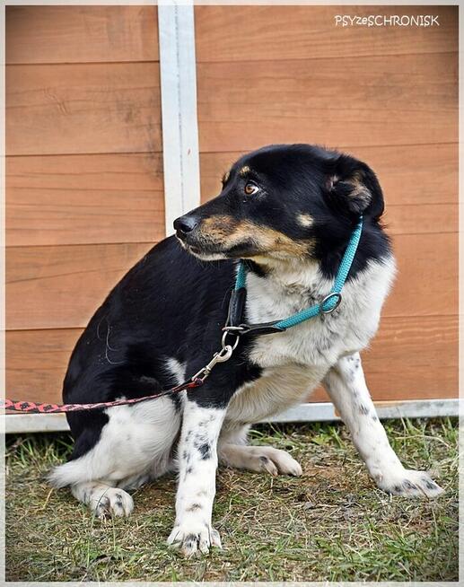 Sofia - wróciła z adopcji... pokochaj tę przyjazną sunię