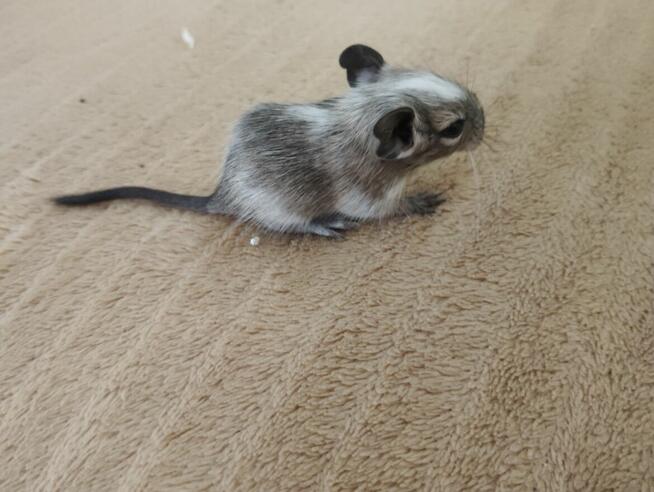 Koszatniczki młodziutkie