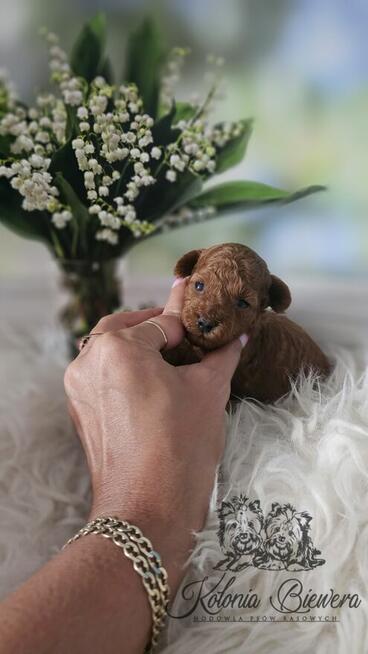 Pudel Toy ( Teacup) pieski Badania genetycz