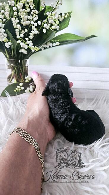 Pudel Miniaturowy czarny piesek Badania genetyczne!