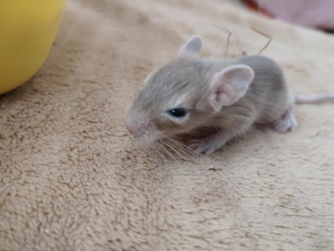 Koszatniczki młodziutkie