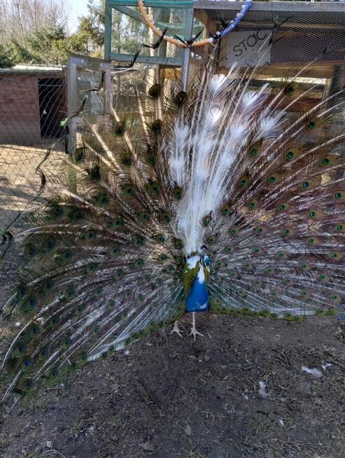 paw arlekin z wolnego wybiegu