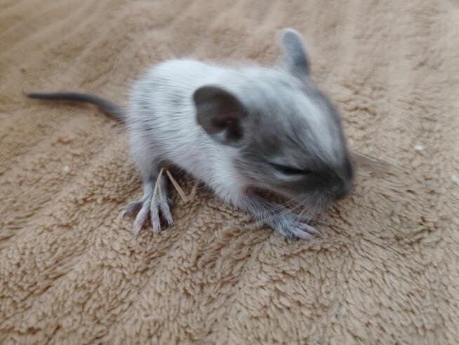 Koszatniczki młodziutkie