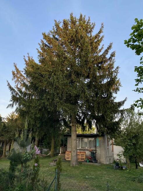 Sprzedam działkę ROD – Złotniki k. Poznania.