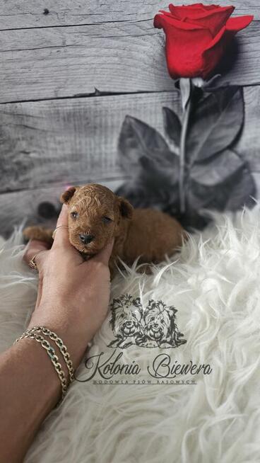 Pudel Toy ( Teacup) pieski Badania genetycz