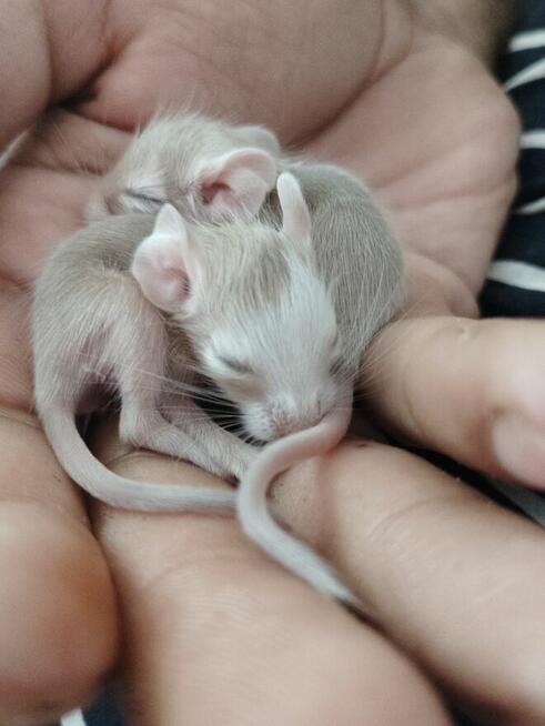 Koszatniczki młodziutkie