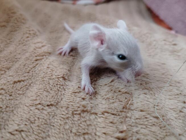 Koszatniczki młodziutkie