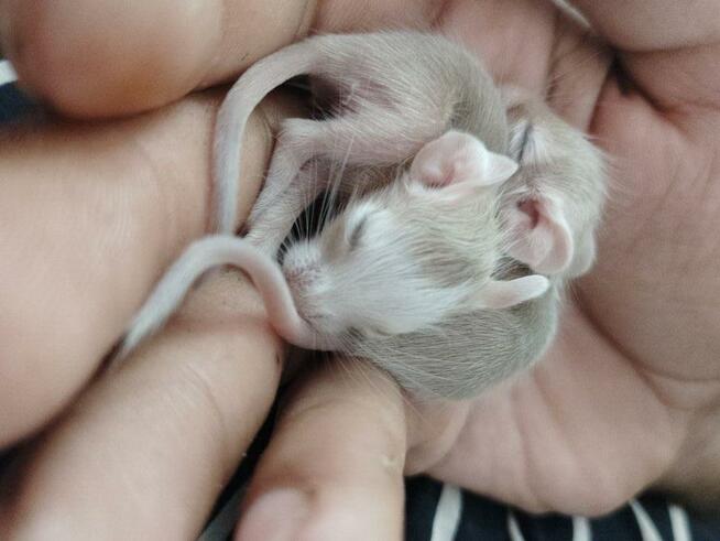 Koszatniczki młodziutkie