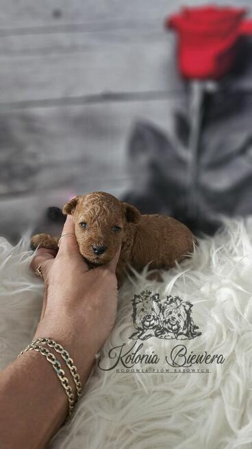 Pudel Toy ( Teacup) pieski Badania genetycz