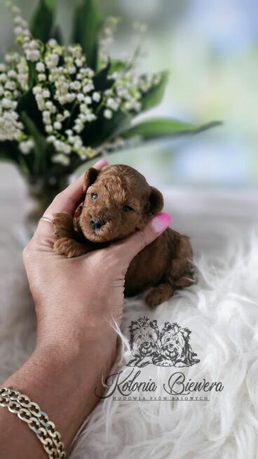 Pudel Toy ( Teacup) pieski Badania genetycz