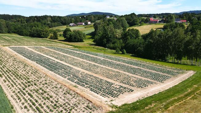 Działka budowlana Łąkta Dolna gm. Trzciana