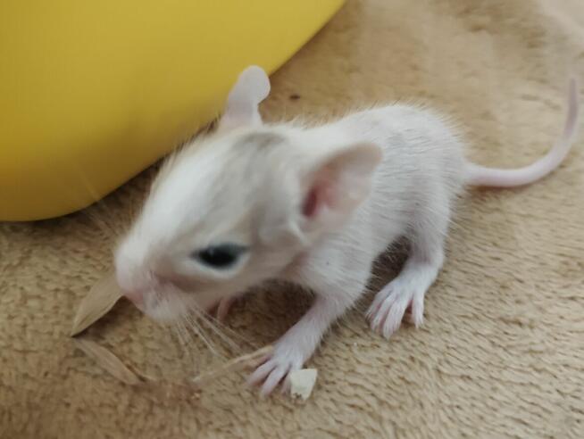 Koszatniczki młodziutkie