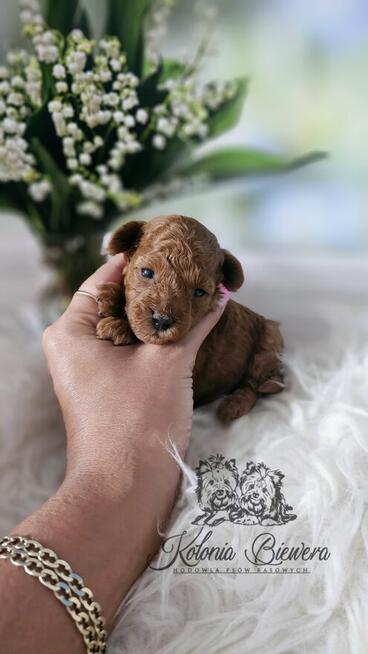 Pudel Toy ( Teacup) pieski Badania genetycz