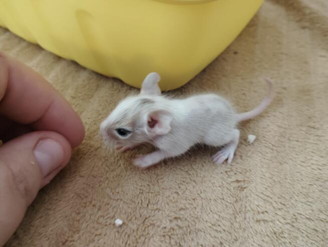 Koszatniczki młodziutkie