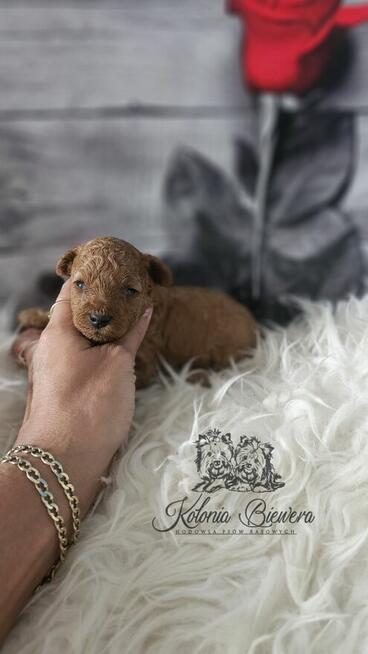 Pudel Toy ( Teacup) pieski Badania genetycz