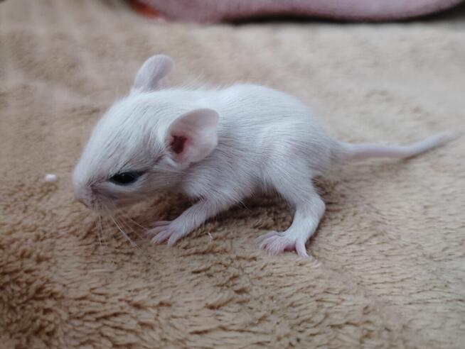 Koszatniczki młodziutkie