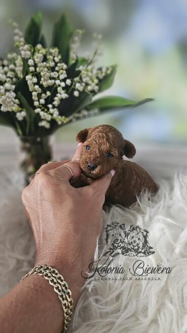 Pudel Toy ( Teacup) pieski Badania genetycz