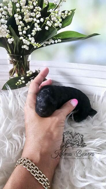 Pudel Miniaturowy czarny piesek Badania genetyczne!