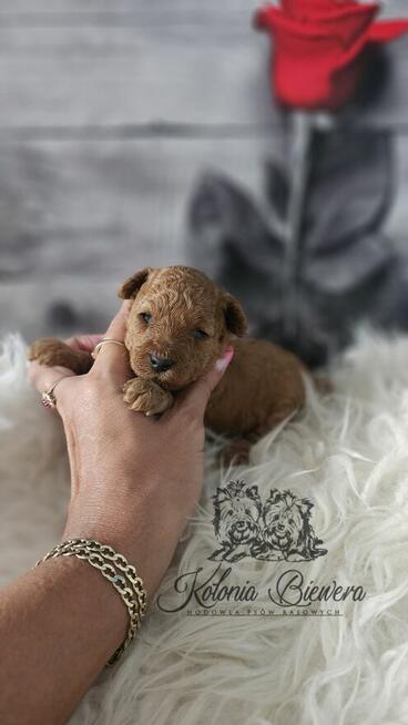 Pudel Toy ( Teacup) pieski Badania genetycz