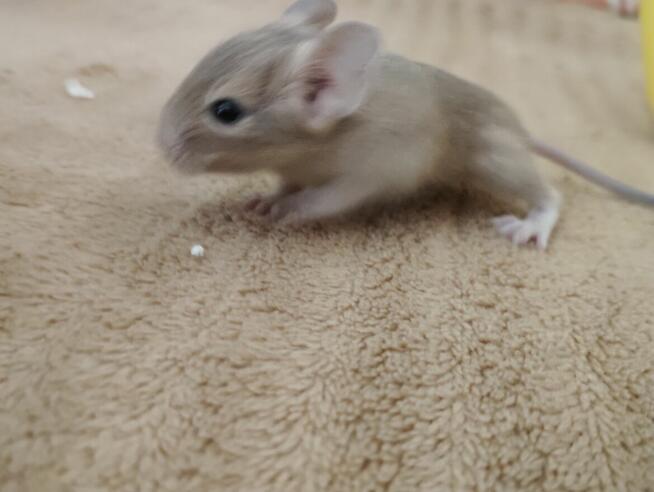 Koszatniczki młodziutkie