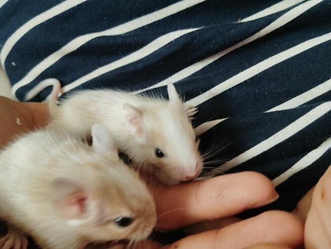 Koszatniczki młodziutkie