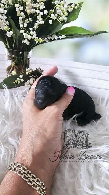 Pudel Miniaturowy czarny piesek Badania genetyczne!