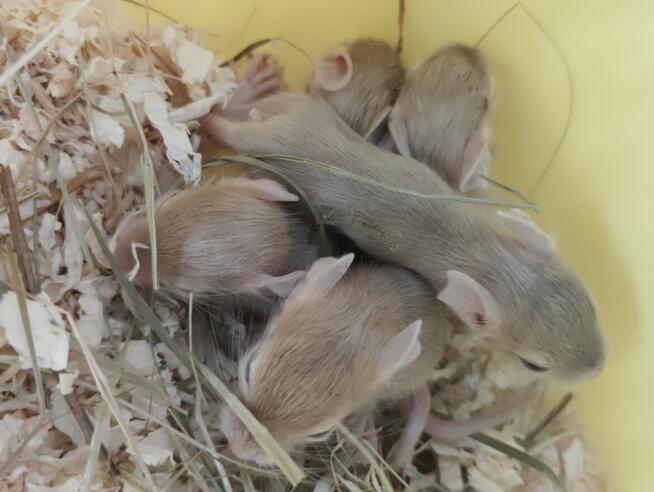 Koszatniczki młodziutkie