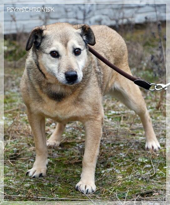 Oliwka - łagodna, spokojna suczka z nadzieją na lepsze jutro