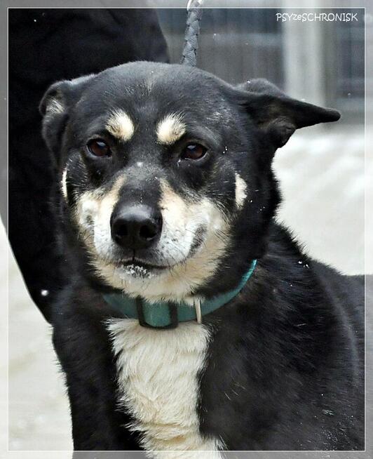 Budrys - psiak z najfajniejszym uśmiechem na świecie