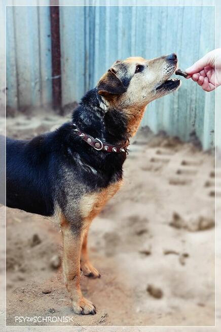 Fretka - mała ślicznotka czeka na nowy dom