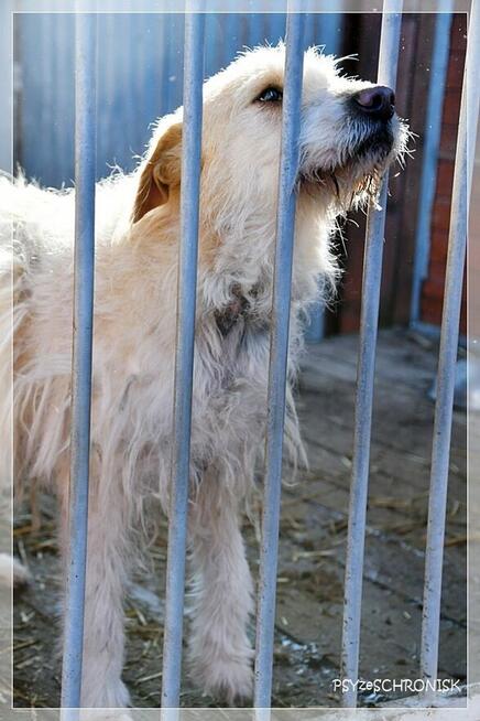 Baca - kudłaty wesołek chce dać Ci swoje serce