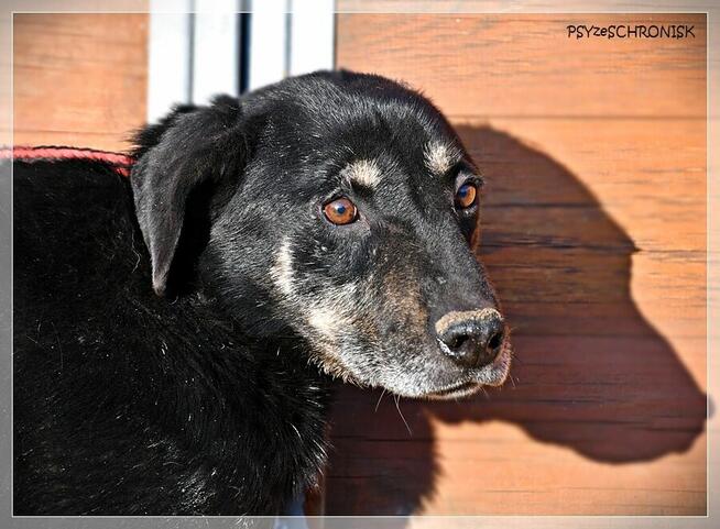 Samson - tak bardzo chce zostać Twoim Przyjacielem