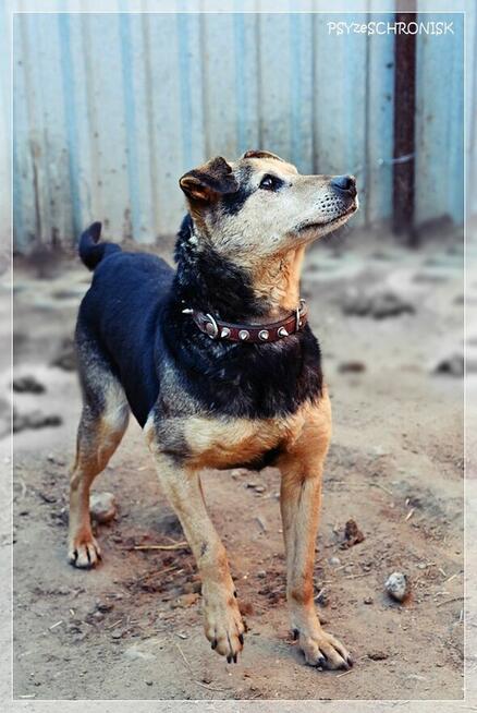 Fretka - mała ślicznotka czeka na nowy dom