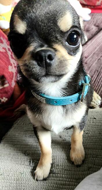 Chihuahua po Ch.PL, okolice W-wy