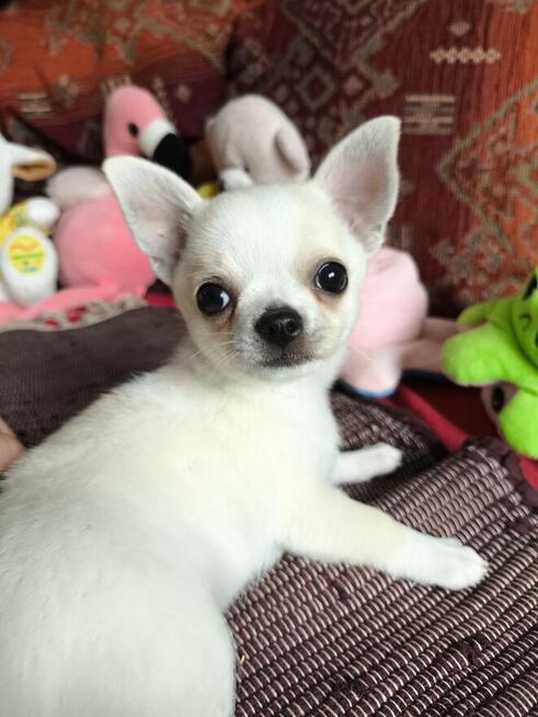 Chihuahua po Ch.PL, okolice W-wy