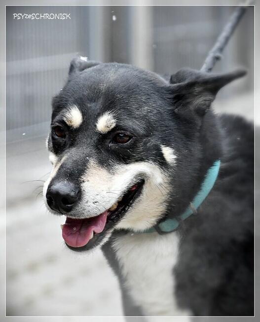 Budrys - psiak z najfajniejszym uśmiechem na świecie