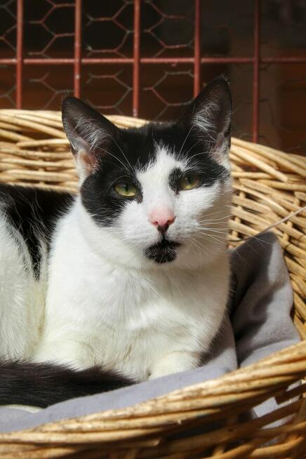 Alpro - młody, delikatny koteczek szuka domu!