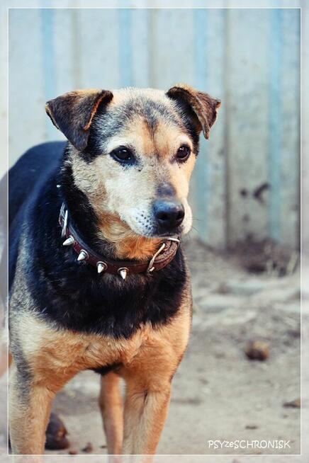 Fretka - mała ślicznotka czeka na nowy dom