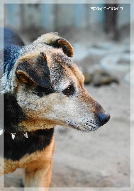 Fretka - mała ślicznotka czeka na nowy dom