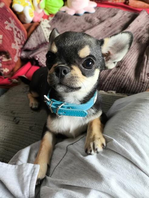 Chihuahua po Ch.PL, okolice W-wy